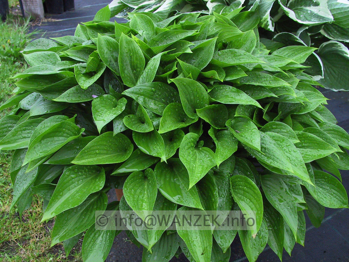 Hosta ventricosa Compacta 001.JPG